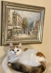 Lost Female Cat last seen Mound , Bruce Township, MI 48065