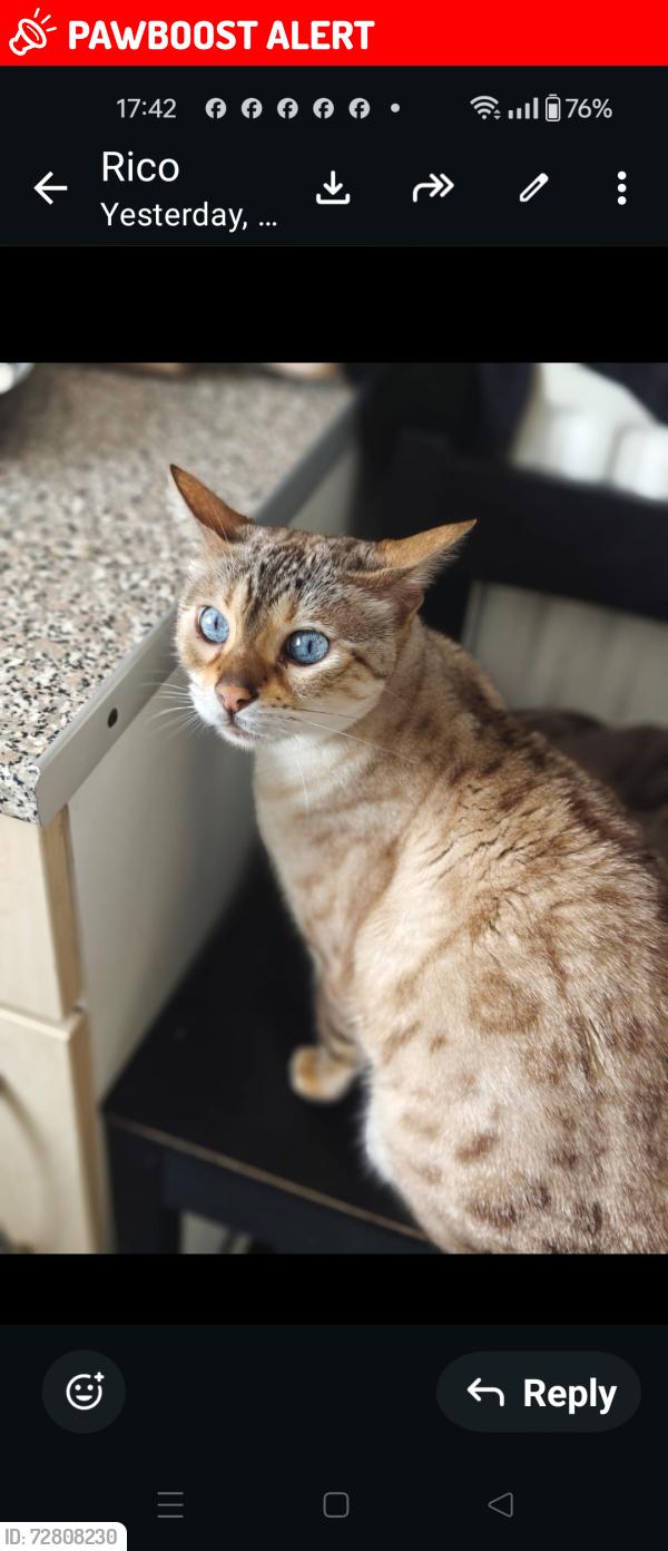 Lost Female Cat last seen hill top, West Midlands, England B71 2SU