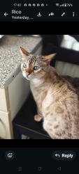 Lost Female Cat last seen hill top, West Midlands, England B71 2SU