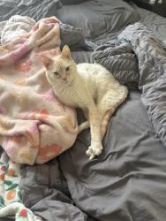 Lost Male Cat last seen Rambling hse, Columbus, OH 43202