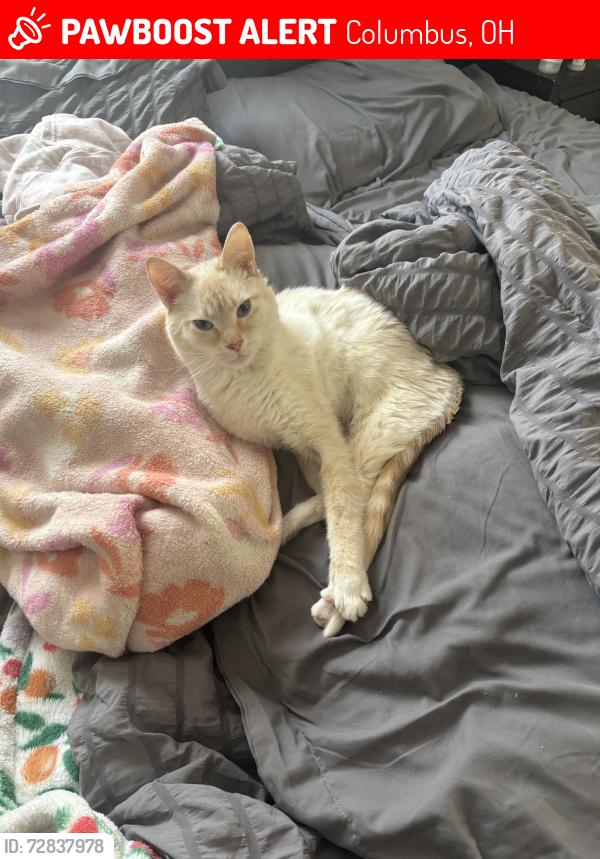 Lost Male Cat last seen Rambling hse, Columbus, OH 43202
