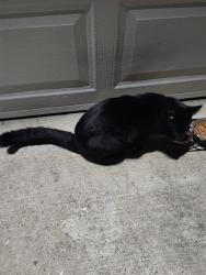 Found/Stray Male Cat last seen Jenny Ann & Carrot pacht, Charlotte, NC 28216