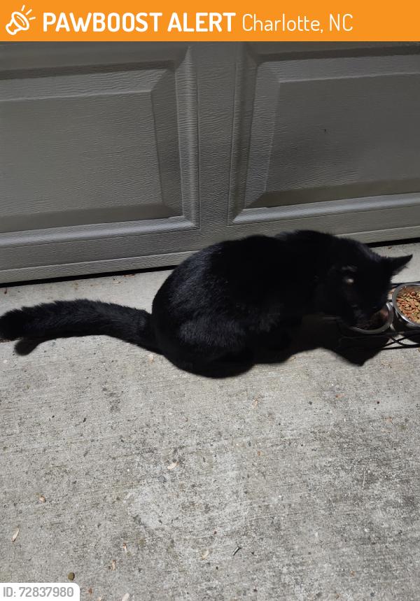 Found/Stray Male Cat last seen Jenny Ann & Carrot pacht, Charlotte, NC 28216