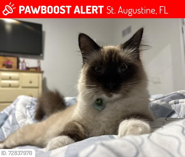 Lost Male Cat last seen St Augustine South drive , St. Augustine, FL 32086
