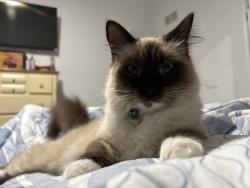 Lost Male Cat last seen St Augustine South drive , St. Augustine, FL 32086