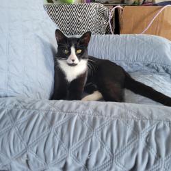 Found/Stray Male Cat last seen Surrey Square Ln Forestville , District Heights, MD 20747