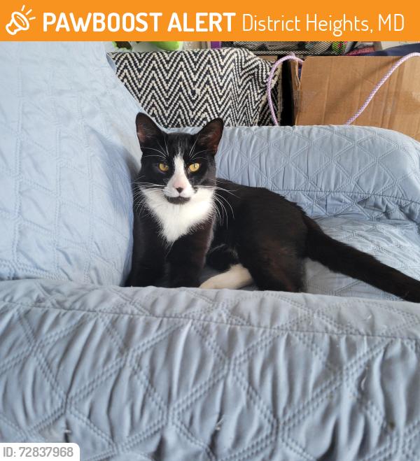 Found/Stray Male Cat last seen Surrey Square Ln Forestville , District Heights, MD 20747