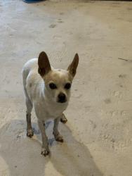 Lost Male Dog last seen Donalan dr, Converse, TX 78109
