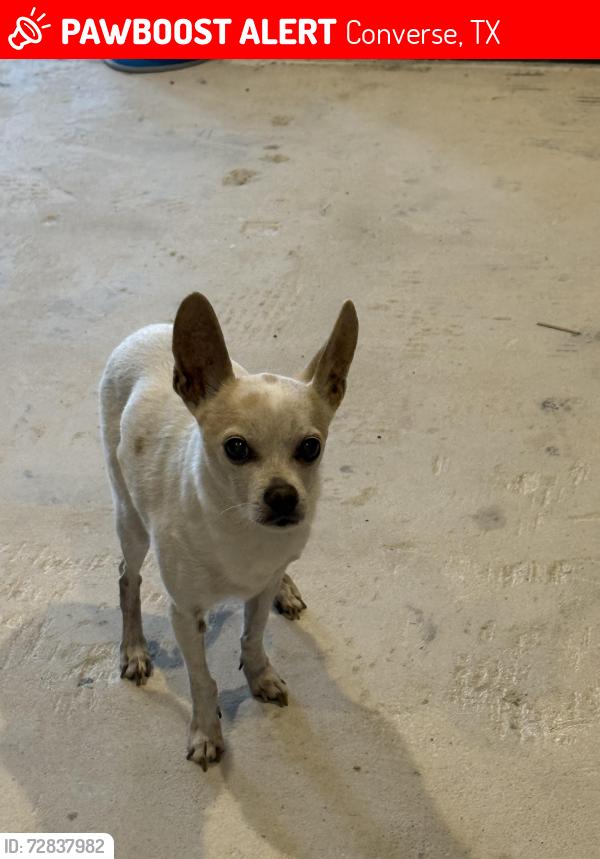 Lost Male Dog last seen Donalan dr, Converse, TX 78109
