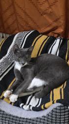 Found/Stray Female Cat last seen SailCove, Jacksonville, FL 32246