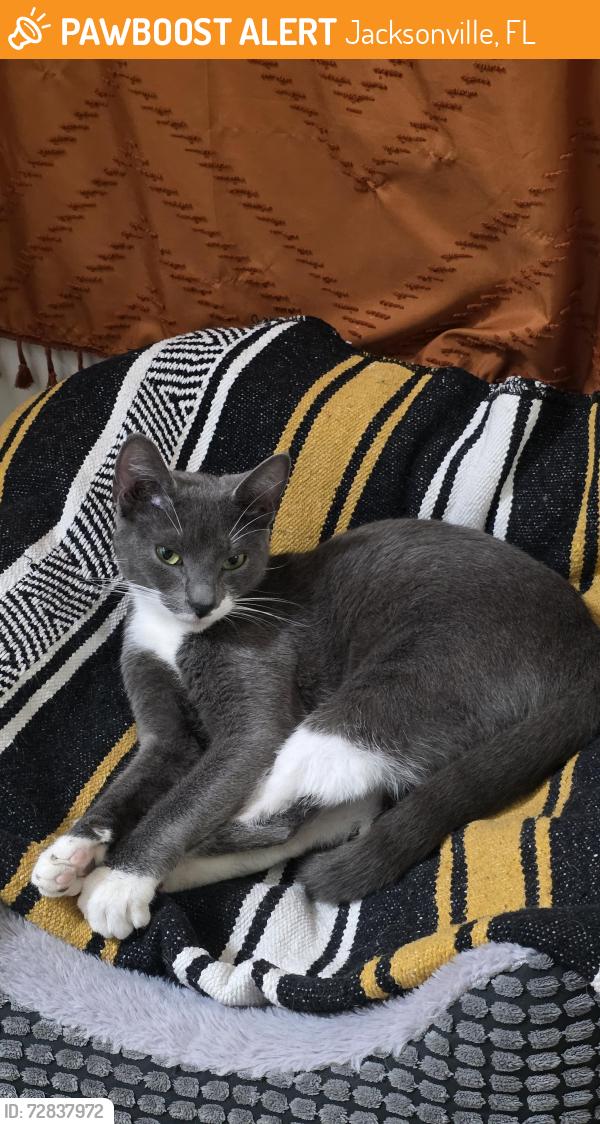 Found/Stray Female Cat last seen SailCove, Jacksonville, FL 32246