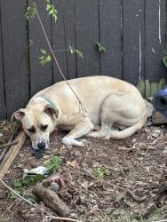 Reunited Unknown Dog last seen Near nw 13th st, Oklahoma City, OK 73107
