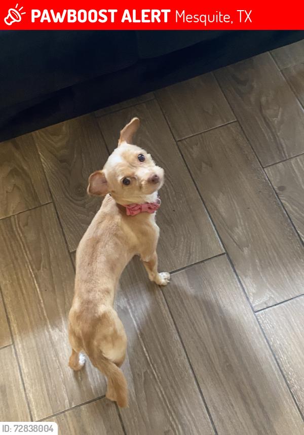 Lost Female Dog last seen Near N Town East Blvd, Mesquite, TX 75150, Mesquite, TX 75150