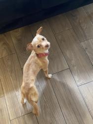 Lost Female Dog last seen Near N Town East Blvd, Mesquite, TX 75150, Mesquite, TX 75150