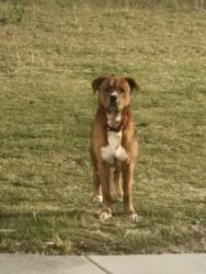 Found/Stray Male Dog last seen Near apmt complex , Newport, NC 28570