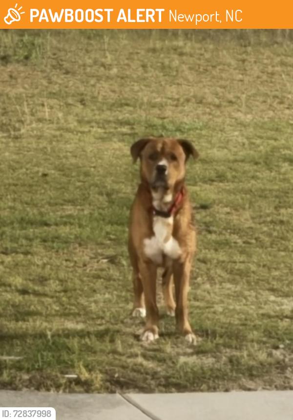 Found/Stray Male Dog last seen Near apmt complex , Newport, NC 28570