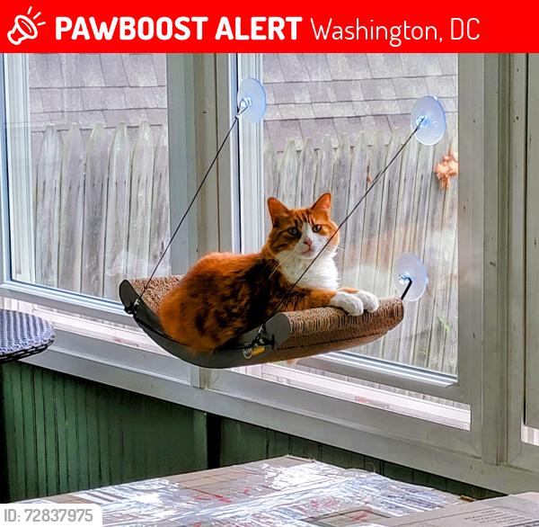 Lost Female Cat last seen In hse. Venable PL NW, Washington, DC 20012
