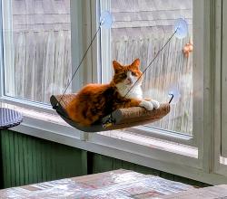 Lost Female Cat last seen In hse. Venable PL NW, Washington, DC 20012