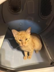 Lost Male Cat last seen First Street and  Subdivision across from Shelter, Cabot, AR 72023
