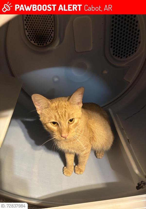 Lost Male Cat last seen First Street and  Subdivision across from Shelter, Cabot, AR 72023