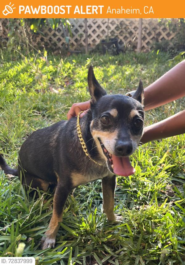 Found/Stray Male Dog last seen Stater Bros, Anaheim, CA 92806