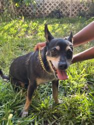 Found/Stray Male Dog last seen Stater Bros, Anaheim, CA 92806