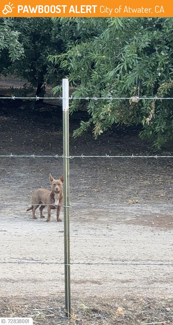 Found/Stray Male Dog last seen Near the Franklin Rd overpass, but not on the Pet cemetery side the other side. , City of Atwater, CA 95301