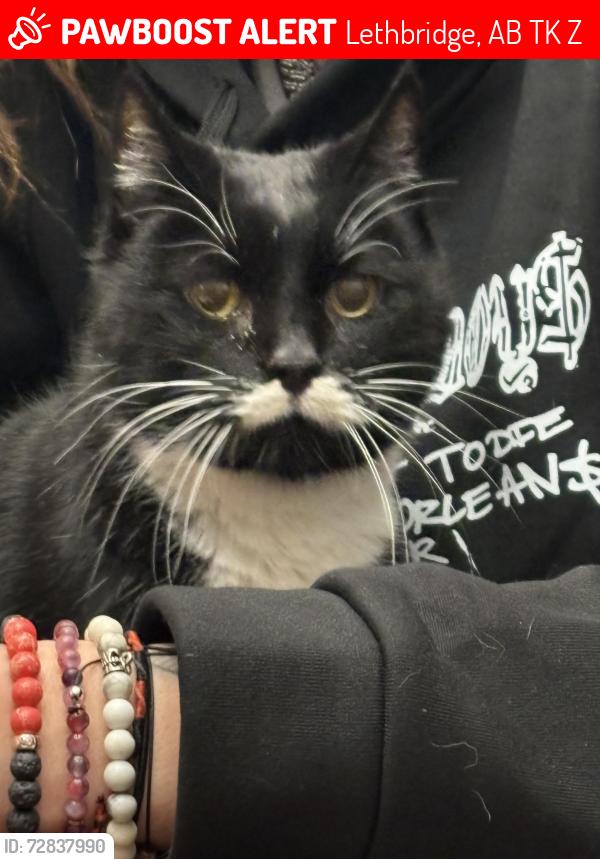Lost Male Cat last seen Near Edgewood Cres W, Lethbridge, AB T1K 5Z4