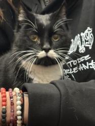 Lost Male Cat last seen Near Edgewood Cres W, Lethbridge, AB T1K 5Z4