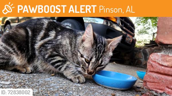 Found/Stray Female Cat last seen Near Jean Dr, Pinson, AL 35126