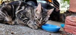 Found/Stray Female Cat last seen Near Jean Dr, Pinson, AL 35126