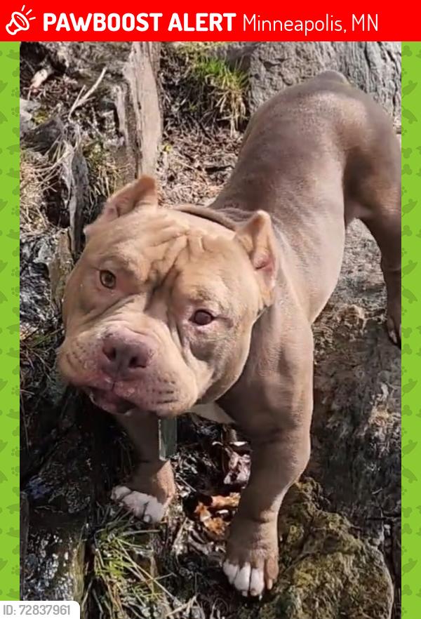 Lost Male Dog last seen Bossen Field Park, Minneapolis, MN 55417