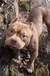 Lost Male Dog last seen Bossen Field Park, Minneapolis, MN 55417