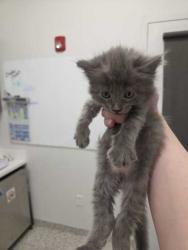 Shelter Stray Male Cat last seen Near Elmwood Avenue, 64132, MO, Kansas City, MO 64132
