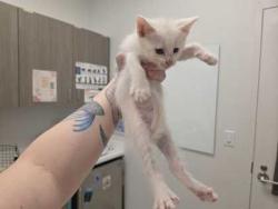 Shelter Stray Male Cat last seen Near Elmwood Avenue, 64132, MO, Kansas City, MO 64132