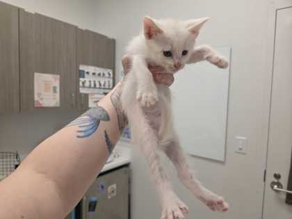 Shelter Stray Male Cat last seen Near Elmwood Avenue, 64132, MO, Kansas City, MO 64132