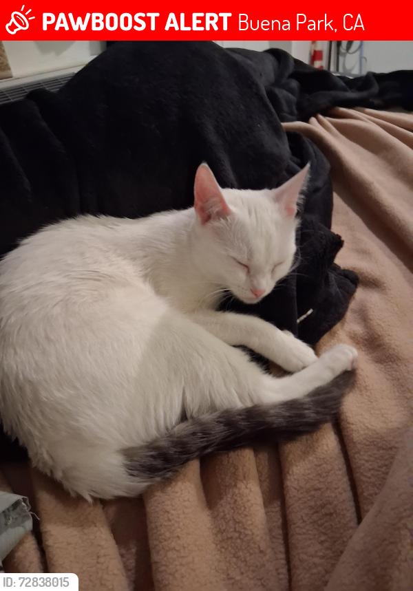Lost Female Cat last seen Beach blvd, Buena Park, CA 90620
