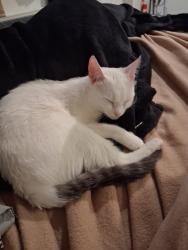 Lost Female Cat last seen Beach blvd, Buena Park, CA 90620