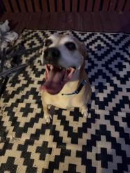 Found/Stray Male Dog last seen 67th and Aurora Ave Urbandale , Urbandale, IA 50322