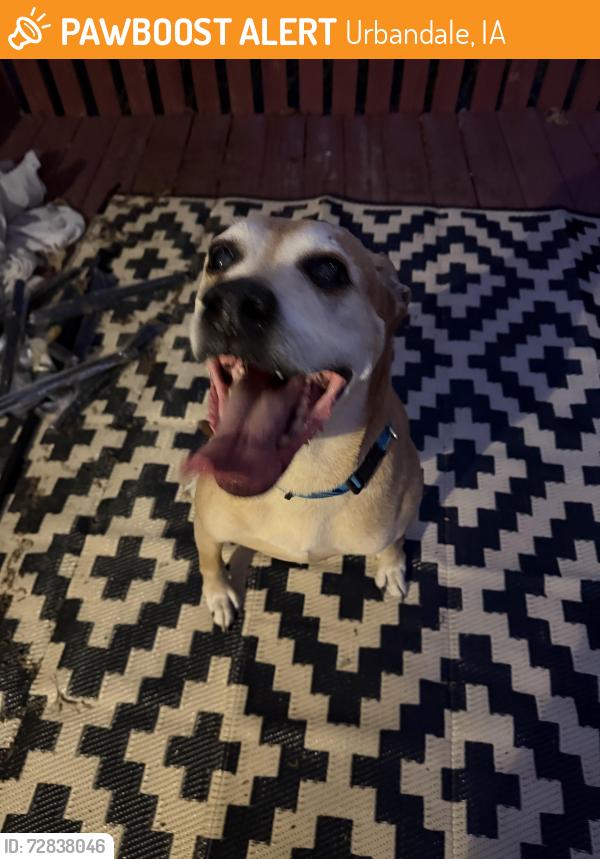 Found/Stray Male Dog last seen 67th and Aurora Ave Urbandale , Urbandale, IA 50322