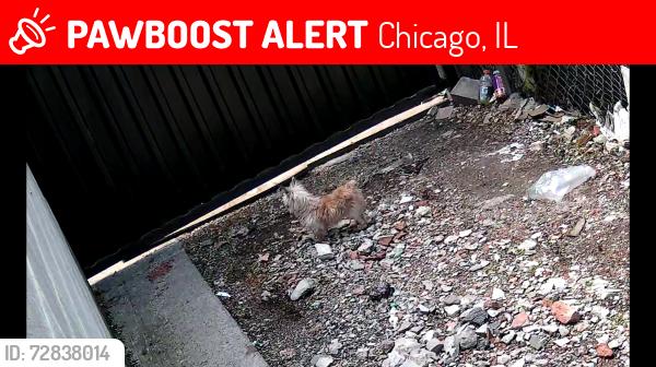 Lost Male Dog last seen Mary’s food inc, Chicago, IL 60623