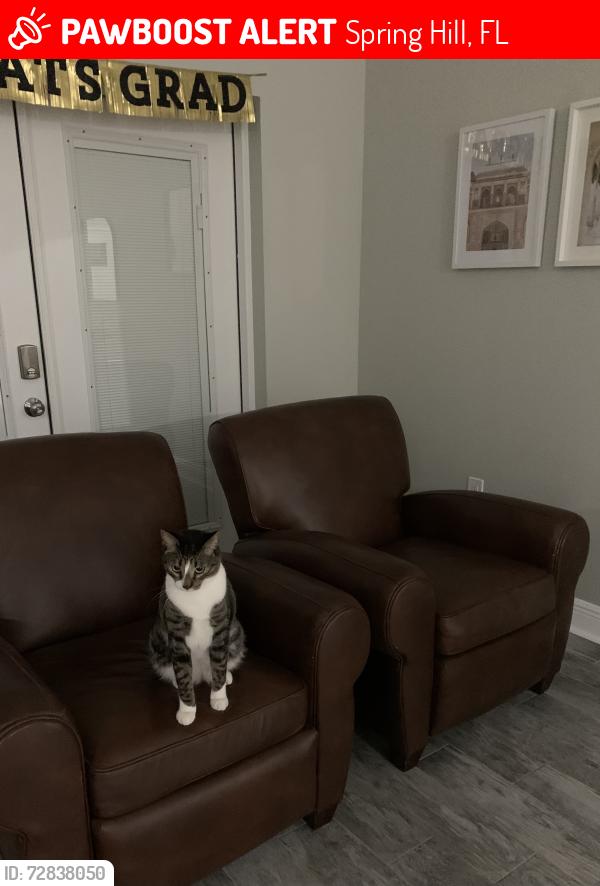 Lost Male Cat last seen Golddust Rd, Spring Hill, FL 34609