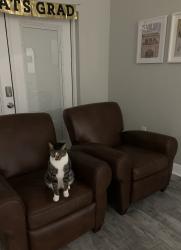 Lost Male Cat last seen Golddust Rd, Spring Hill, FL 34609