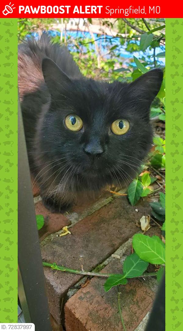 Lost Female Cat last seen Primatara, Springfield Golf and Country Club, Springfield, MO 65803