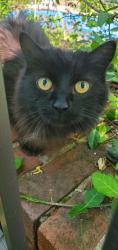 Lost Female Cat last seen Primatara, Springfield Golf and Country Club, Springfield, MO 65803