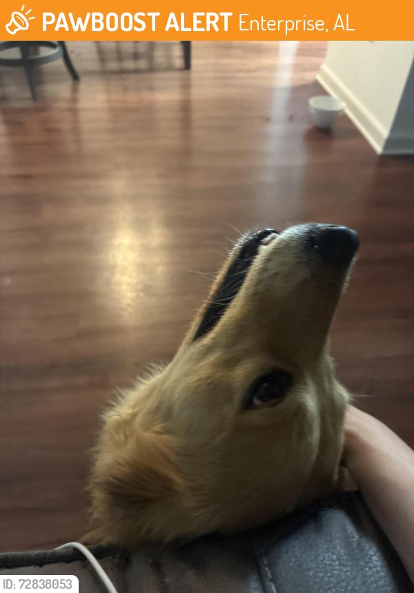 Found/Stray Female Dog last seen Freedom drive apmts , Enterprise, AL 36330