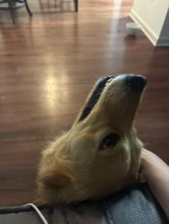 Found/Stray Female Dog last seen Freedom drive apmts , Enterprise, AL 36330