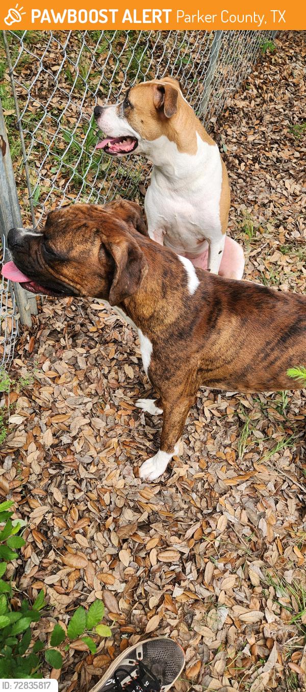 Found/Stray Male Dog last seen Kelly Road, Aledo, Parker County, TX 76126