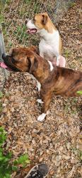 Found/Stray Male Dog last seen Kelly Road, Aledo, Parker County, TX 76126