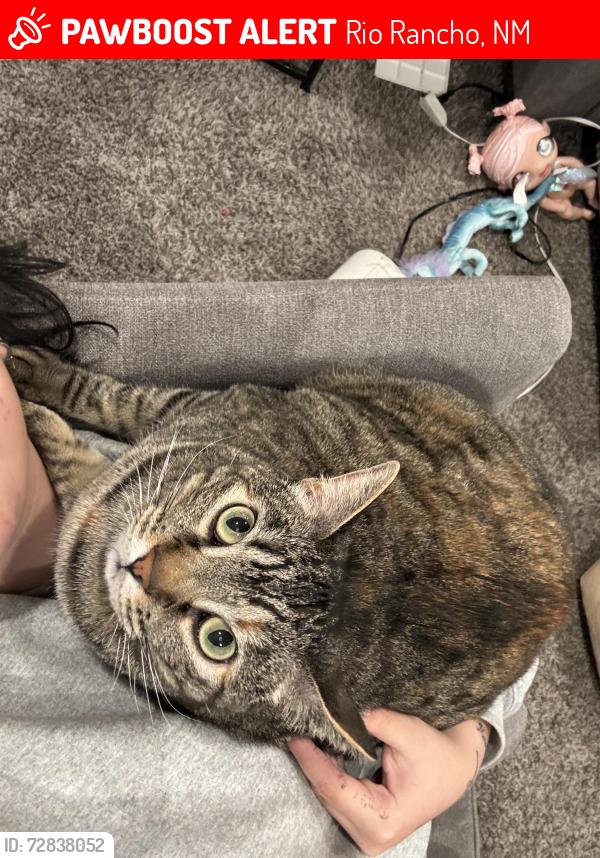 Lost Female Cat last seen Camino plata loop, Rio Rancho, NM 87144